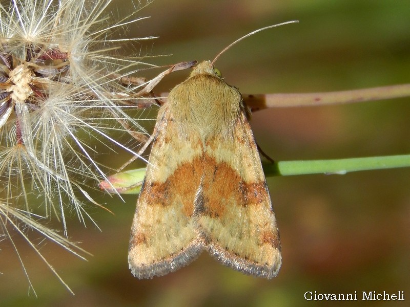 Heliothis sp. - Noctuidae